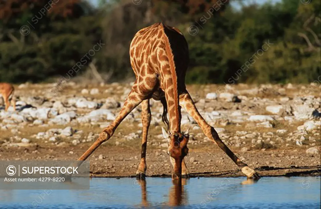 giraffe - drinking, Giraffa camelopardalis