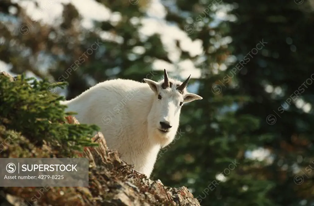 Oreamnus americanus, mountain goat