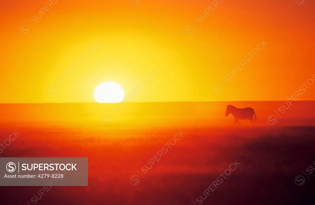 Burchell's Zebra in sunset, Equus burchelli
