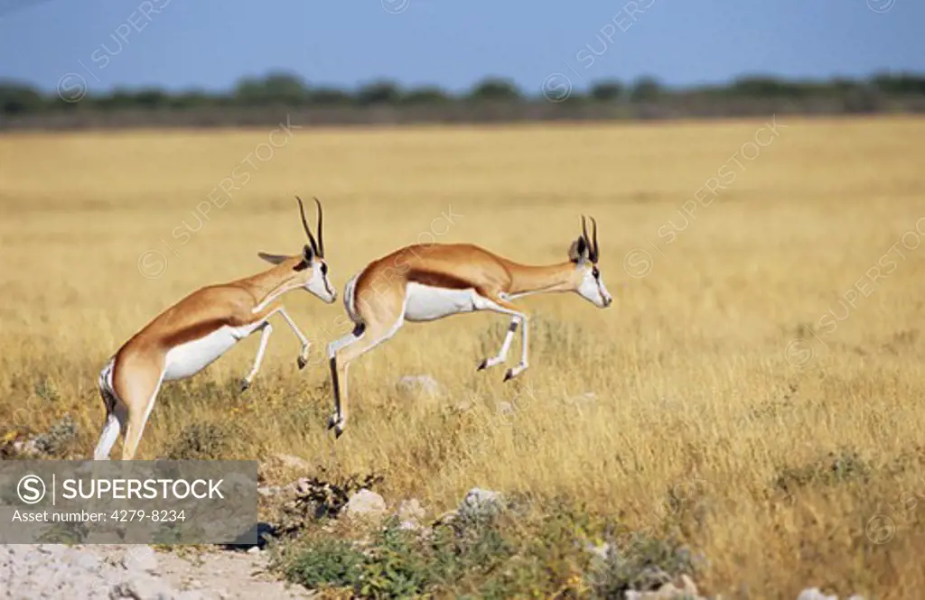 two springboks, springbucks jumping, Antidorcas marsupialis