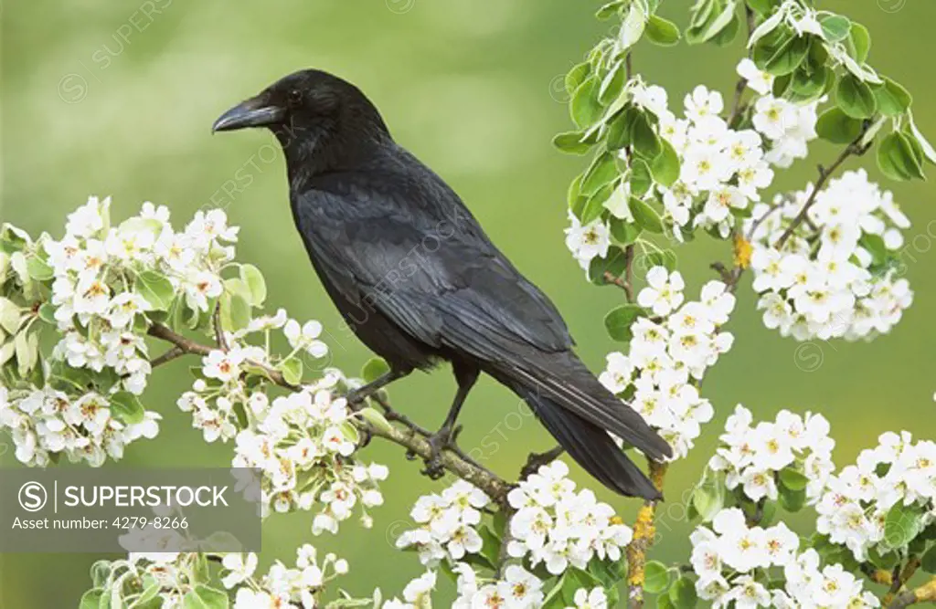 Carrion Crow on twig with blossoms, Corvus corone