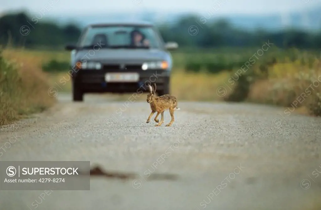 european hare on street - danger, Lepus europaeus