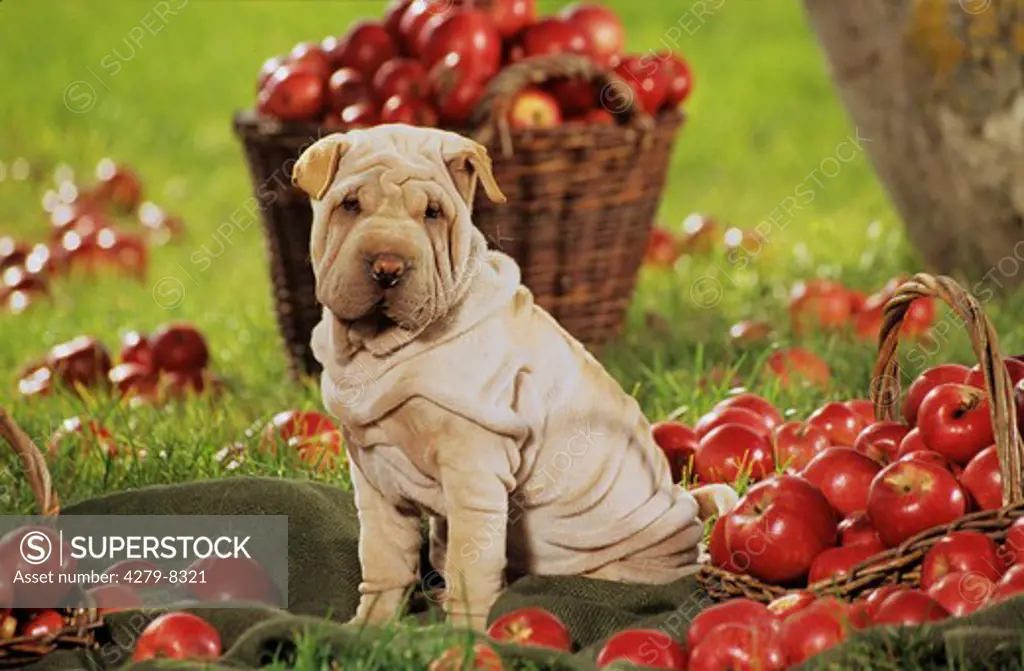 dog - sitting on meadow between apples