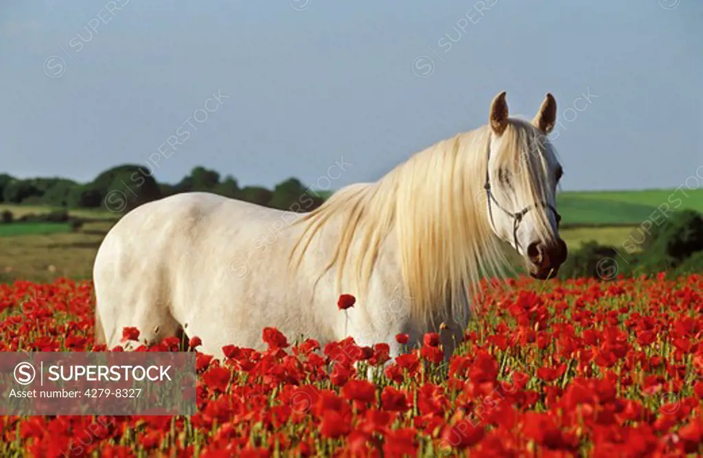 thoroughbred Arabian horse - standing between poppies