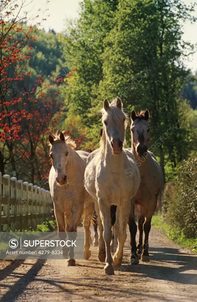 Appaloosa horse - walking