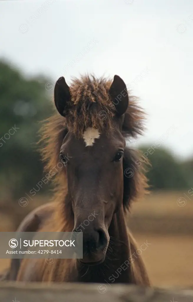 Menorquin horse - foal - portrait