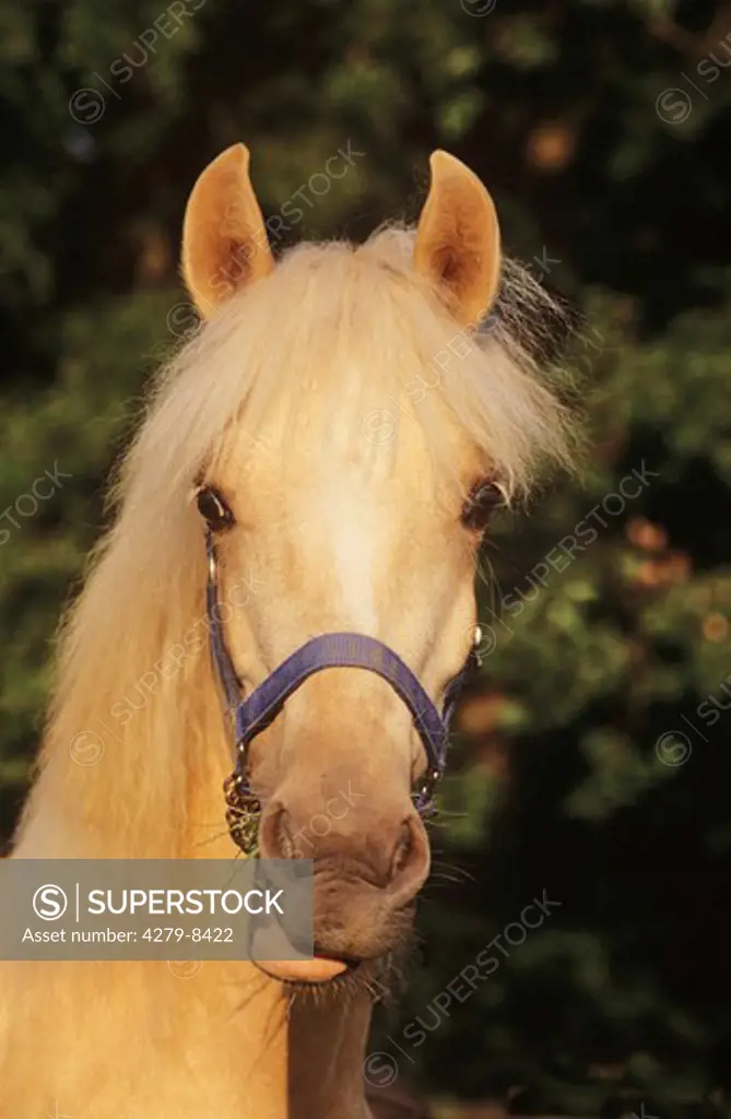 welsh pony - portrait