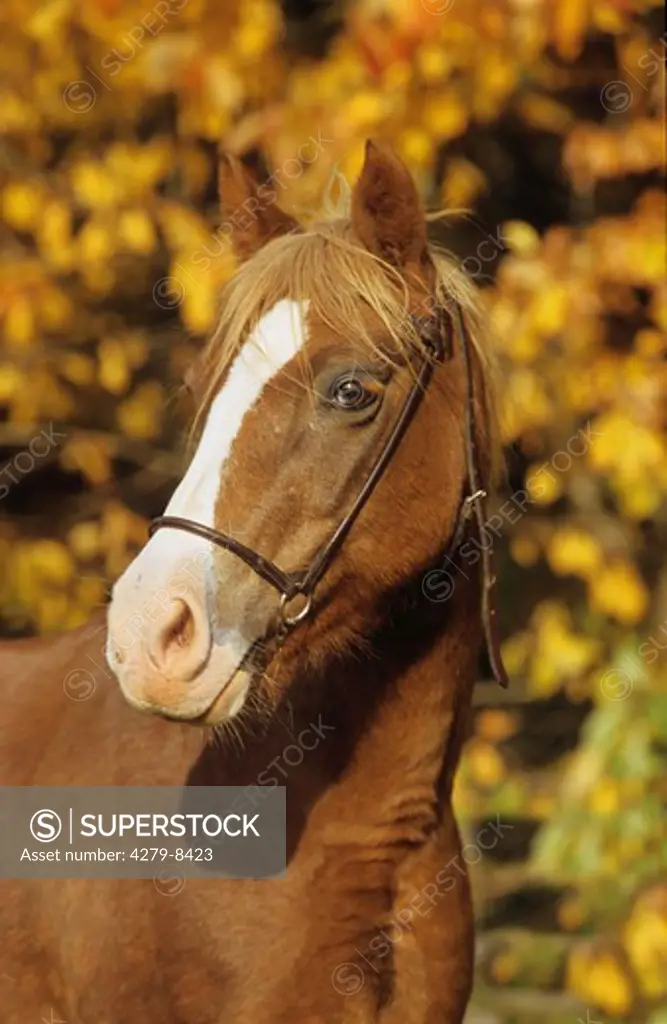 welsh pony - portrait