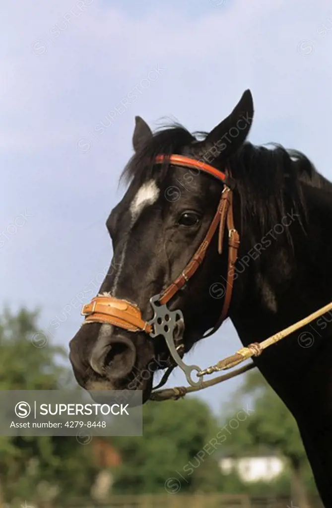horse - portrait