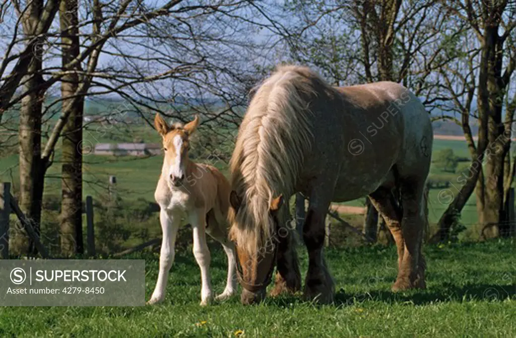 cold-blooded horse - mare with foal on meadow