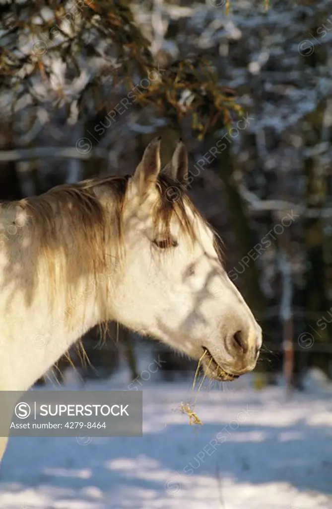 thoroughbred Arabian horse - portrait