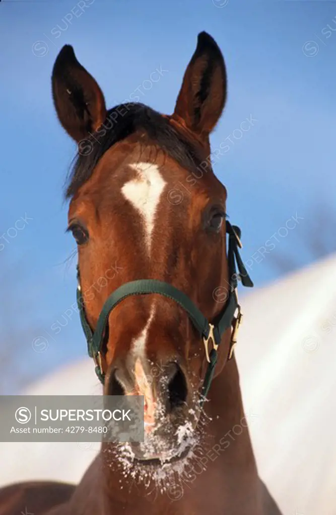 warm-blooded horse - portrait