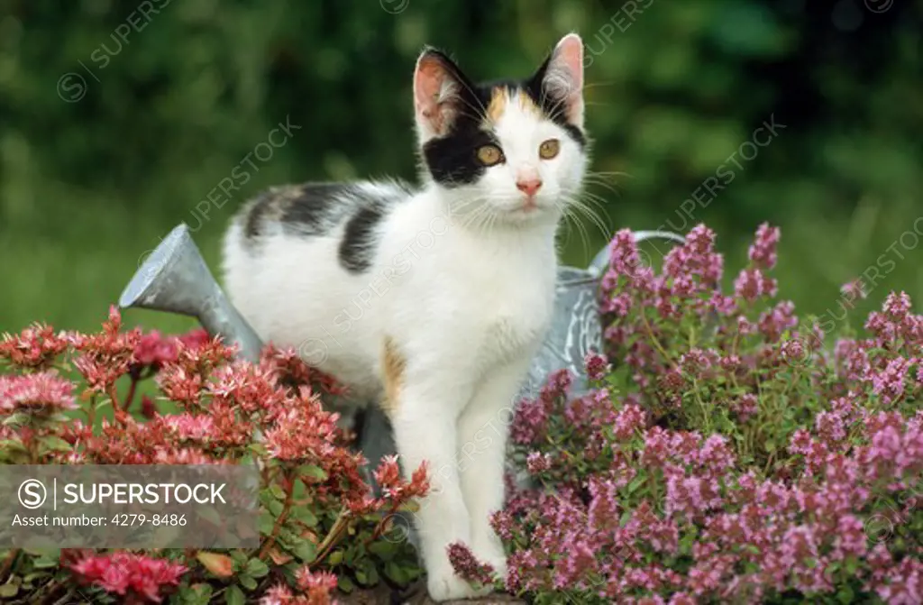 young domestic cat standing between flowers over watering can