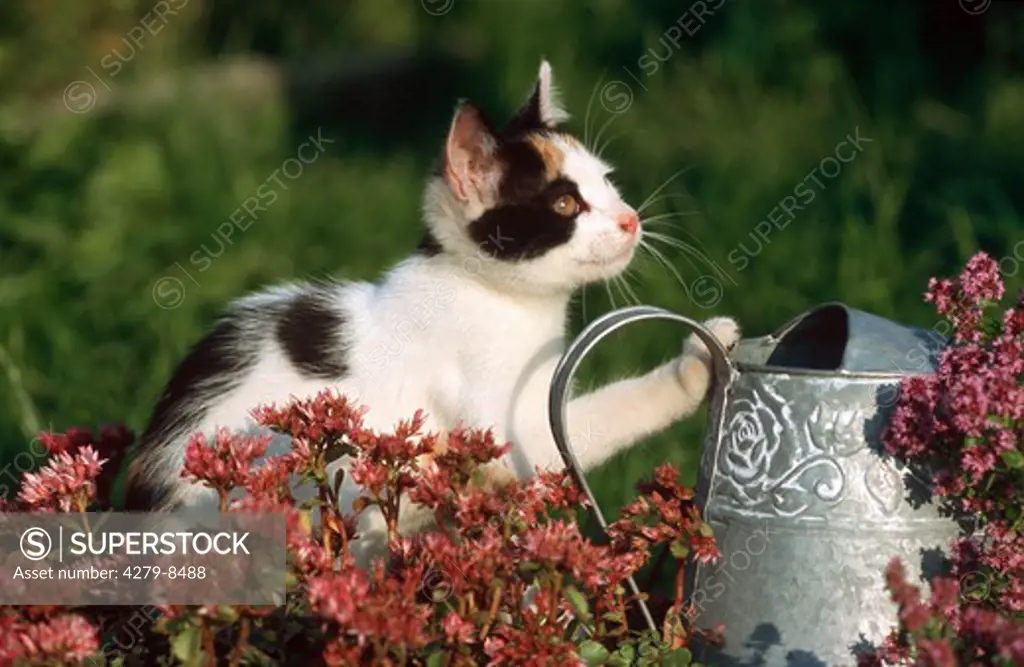 young domestic cat sitting between flowers beside watering can