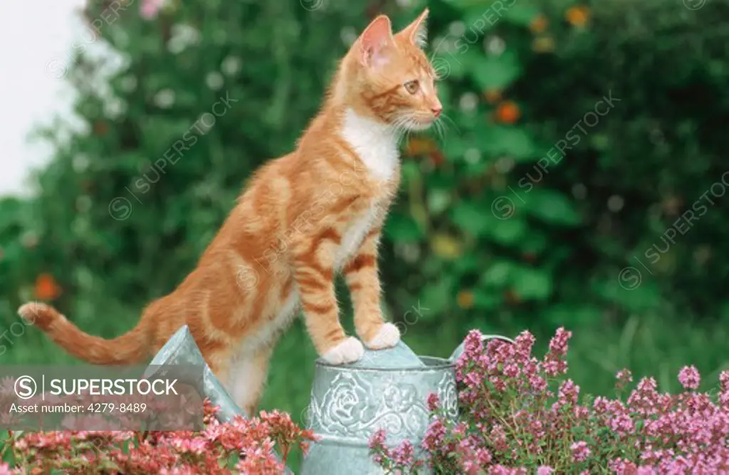 young domestic cat between flowers on watering can