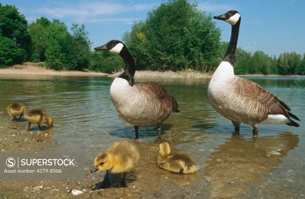 Canada geese with goslings, Branta canadensis