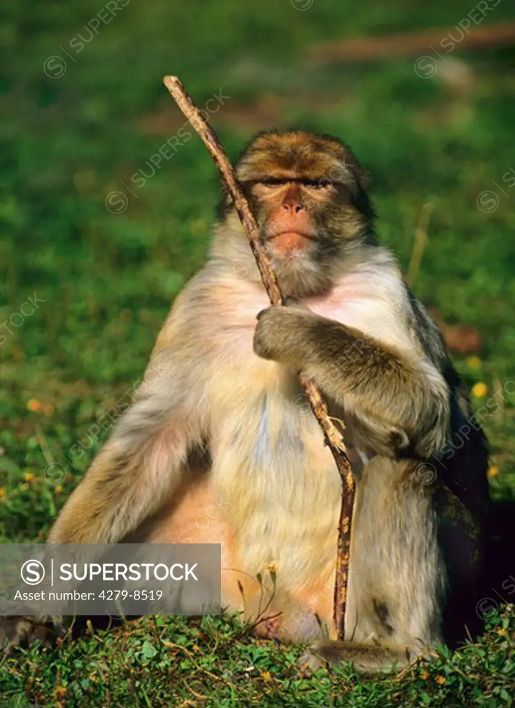 barbary macaque ( male ) - sitting on meadow with stick, Macaca sylvanus