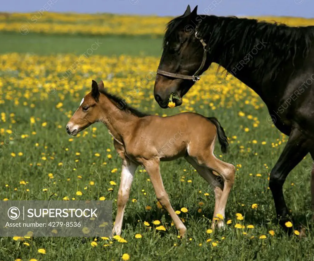 French trotter - mare with foal on meadow
