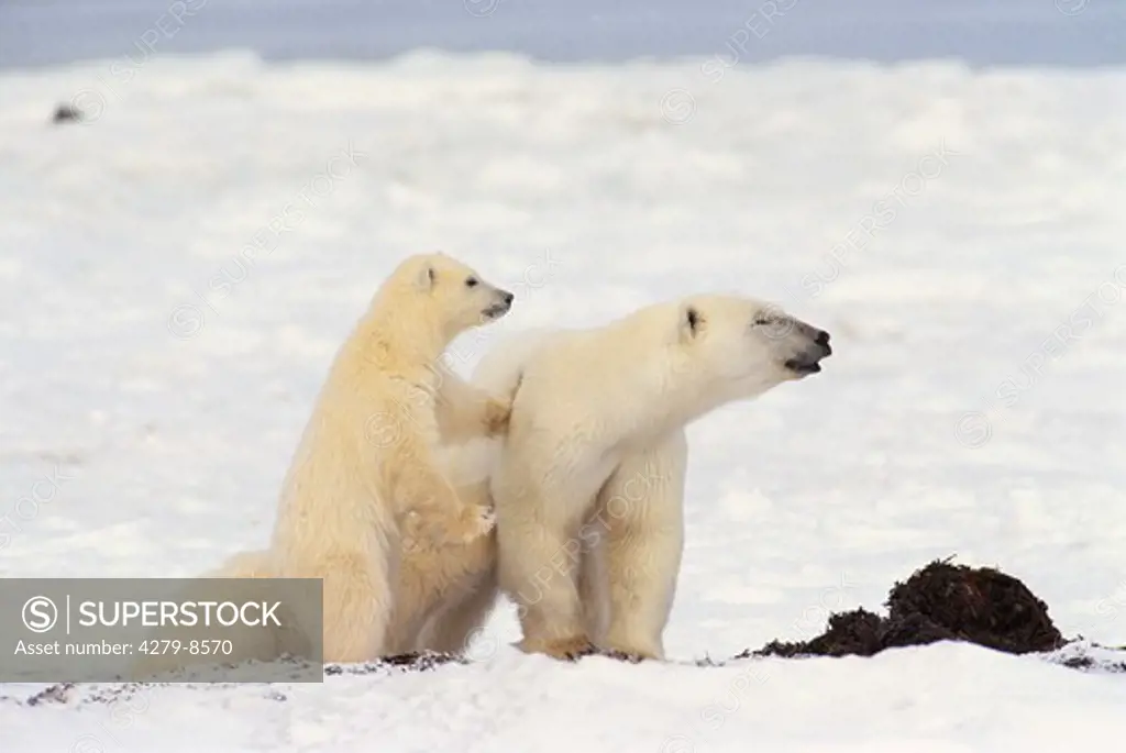 polar bear with cubs, Ursus maritimus