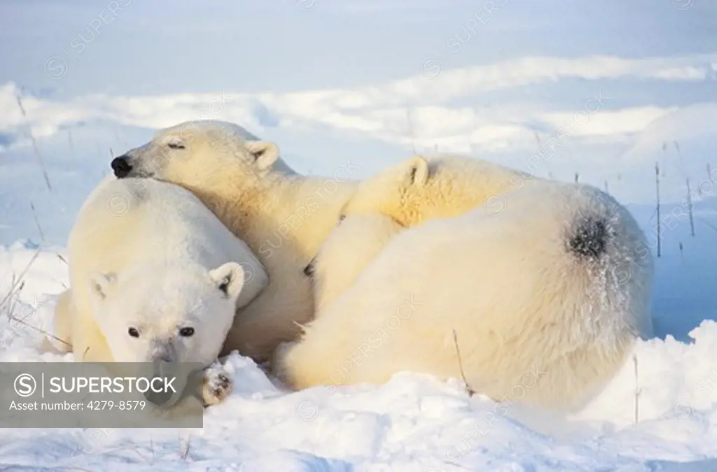 polar bear with two cubs - sleeping, Ursus maritimus