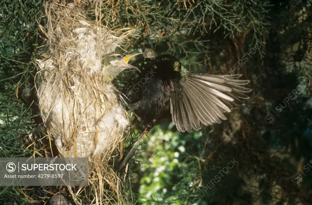 Bronze sunbird - feeding squab, Nectarinia kilimensis