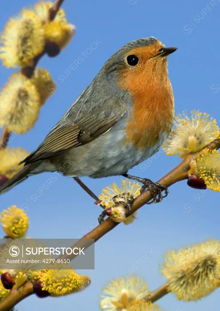 robin on branch with willow catkin