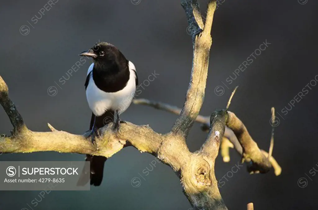 Magpie on branch, Pica pica