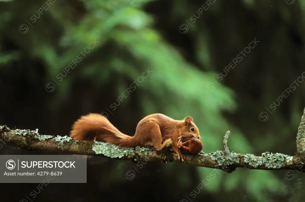 European red squirrel carrying cub, Sciurus vulgaris
