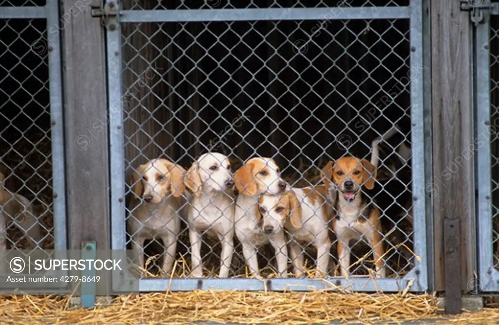 Foxhounds in kennel - animals' home