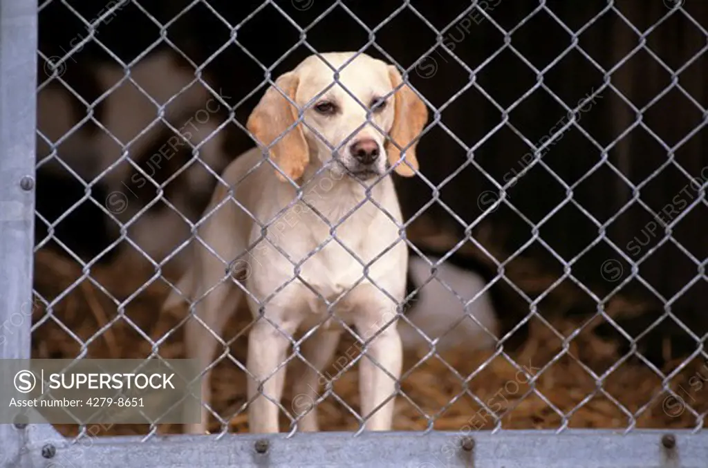 Foxhound in kennel - animals' home