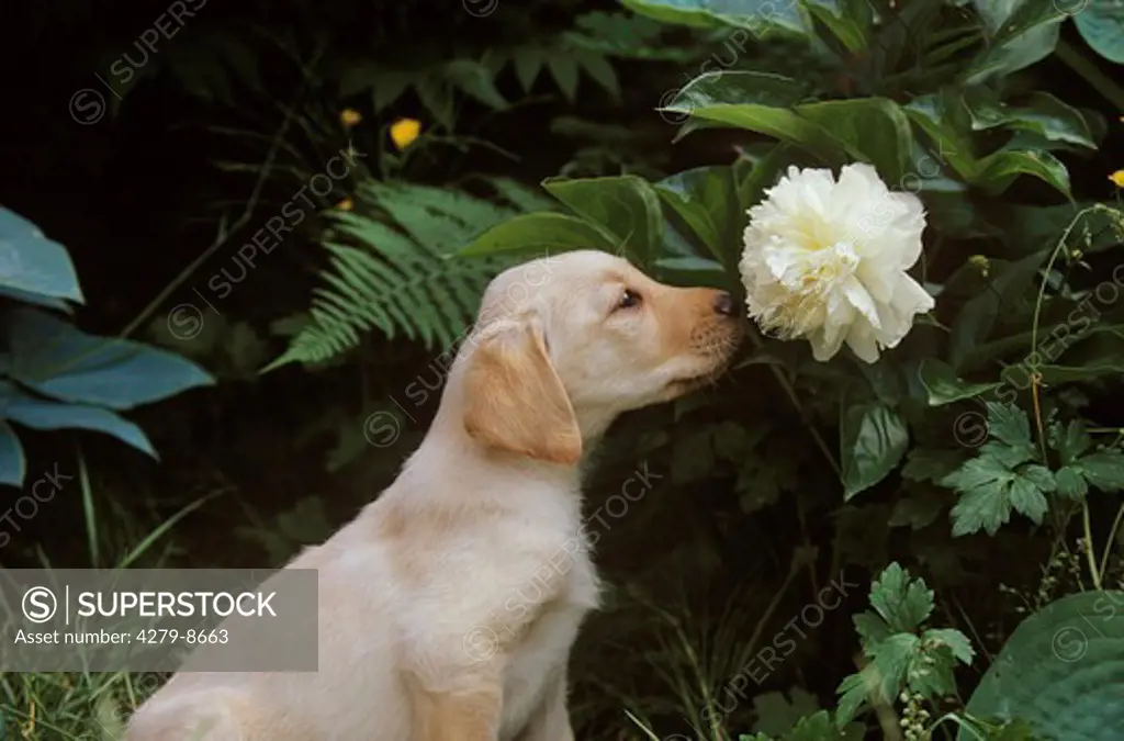 half breed puppy sniffing a flower