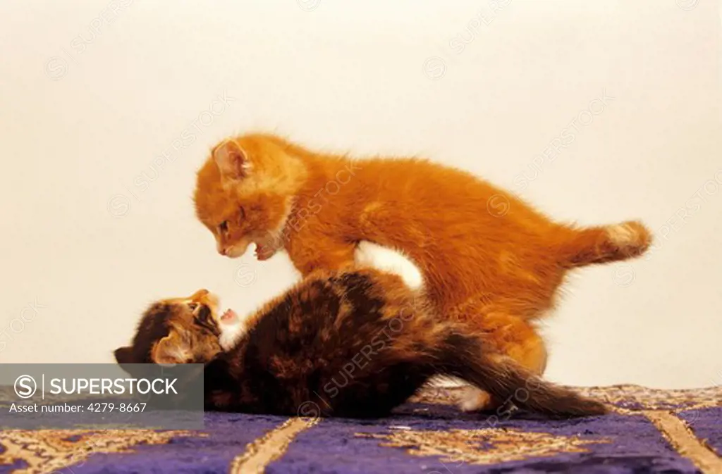 two kitten - playing