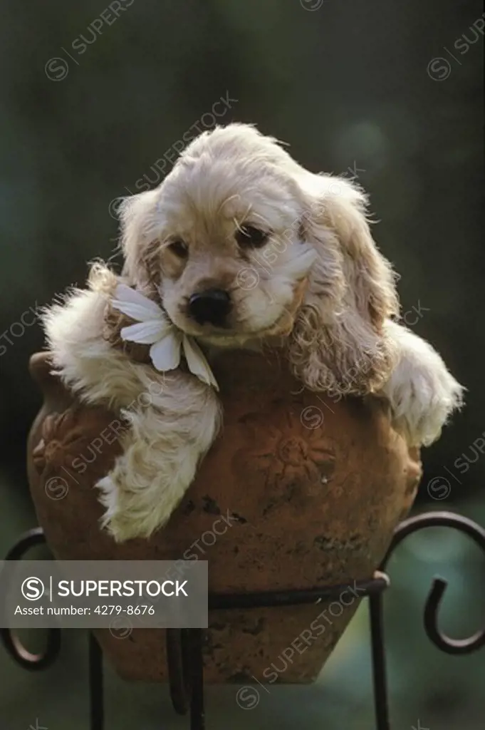 half breed puppy in flower pot