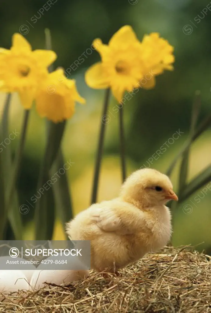 chicken with eggs beside daffodils