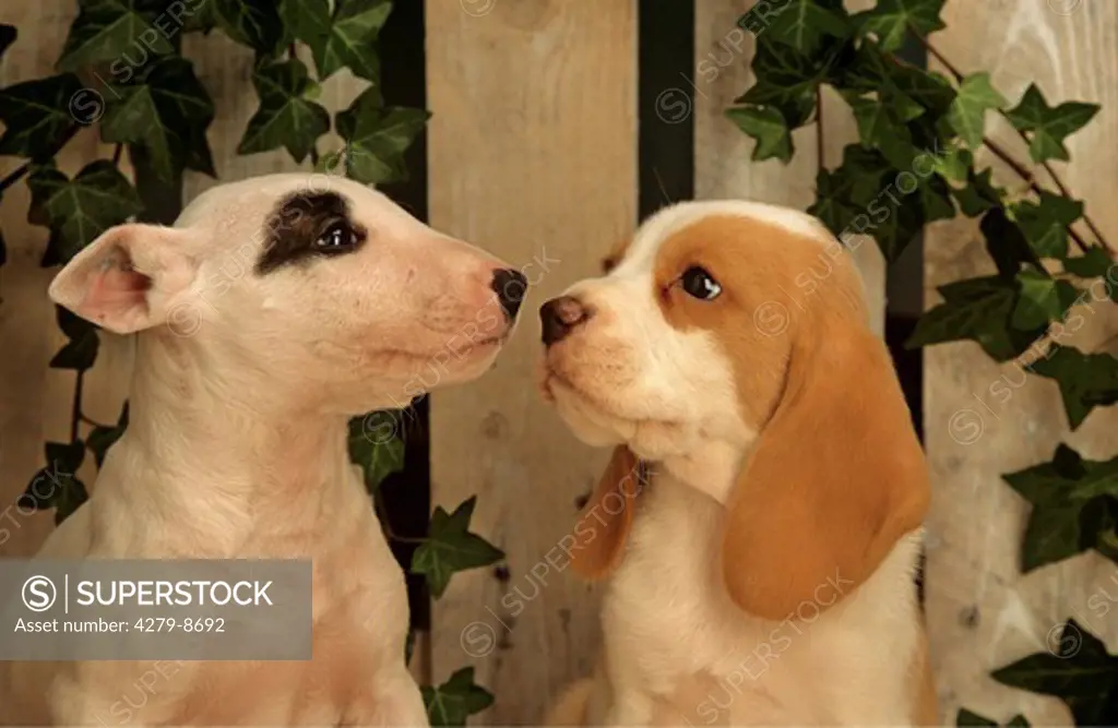 bull terrier puppy and beagle puppy