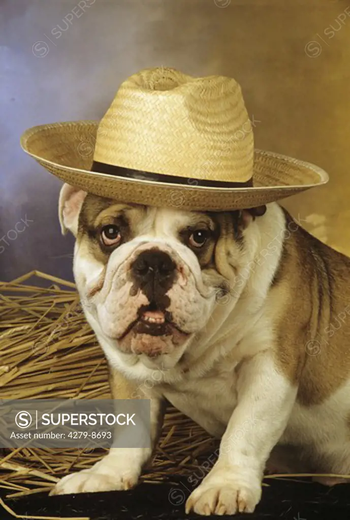 bulldog with hat