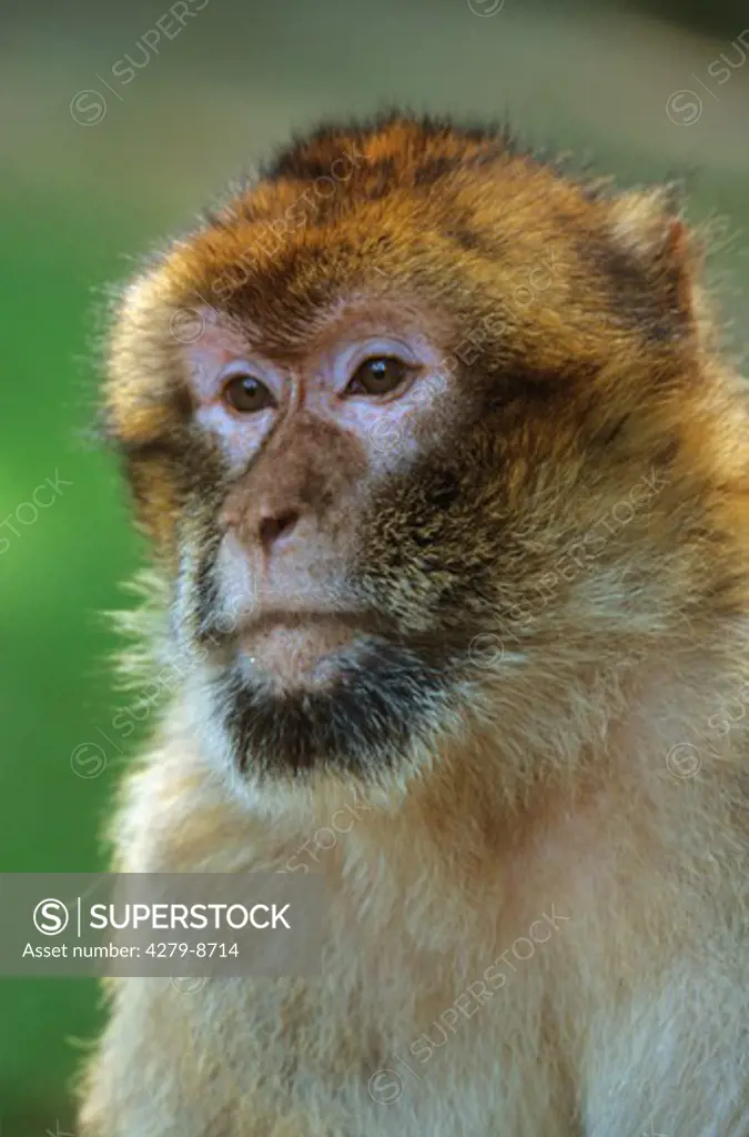 Barbary ape, Barbary macaque - portrait, Macaca sylvana