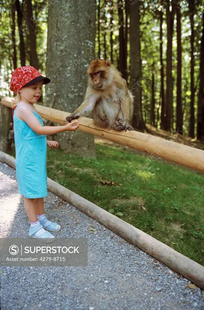 girl feeding Barbary ape, Barbary macaque , Macaca sylvana