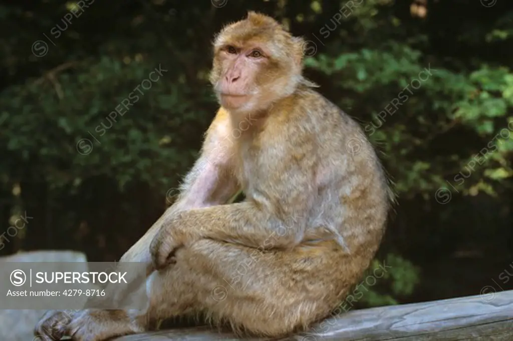 Barbary ape, Barbary macaque - sitting lateral, Macaca sylvana