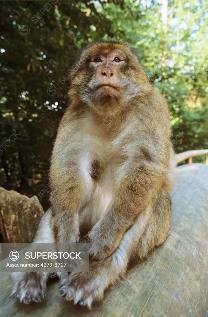 Barbary ape, Barbary macaque - sitting frontal, Macaca sylvana