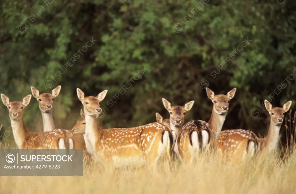fallow deer - female, Cervus dama, Dama dama