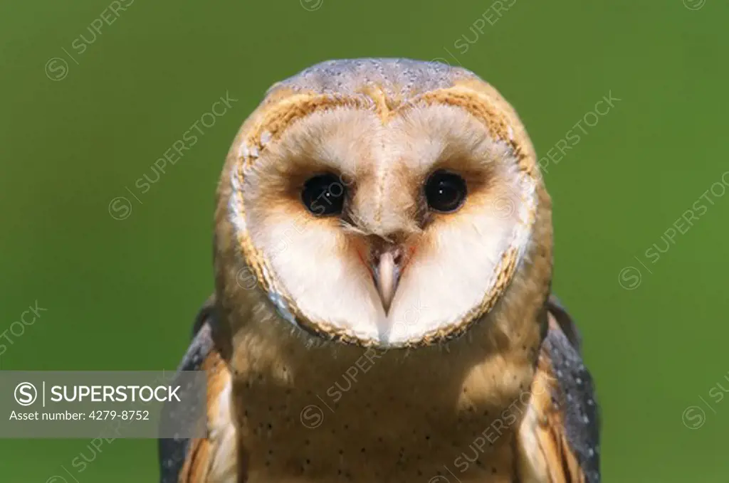 Barn Owl - portrait, Tyto alba