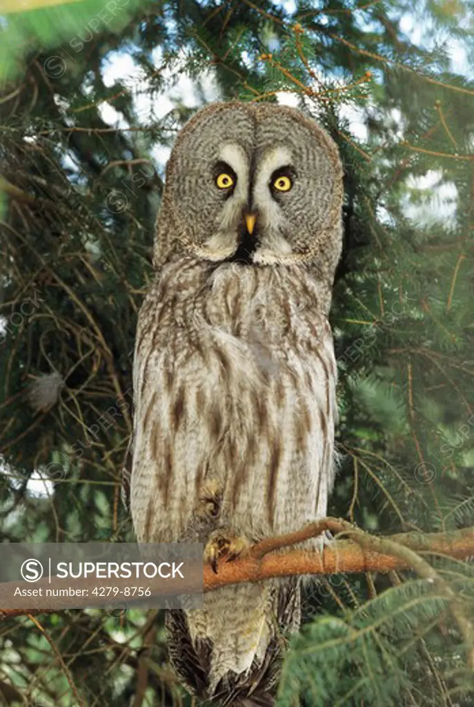 Great Grey Owl - sitting on branch, Strix nebulosa