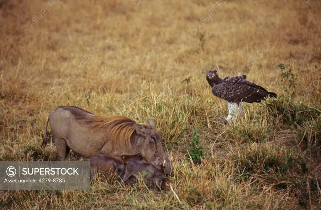 wart hog protecting cub from martial eagle, Phacocoerus aethiopicus - Polemaetus bellicosus, Hieraaetus bellicosus