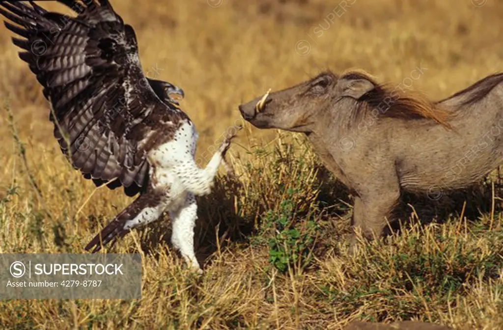 martial eagle attacking wart hog, Polemaetus bellicosus, Hieraaetus bellicosus - Phacocoerus aethiopicus