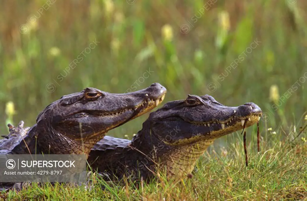 two caymans on meadow, caiman crocodilus