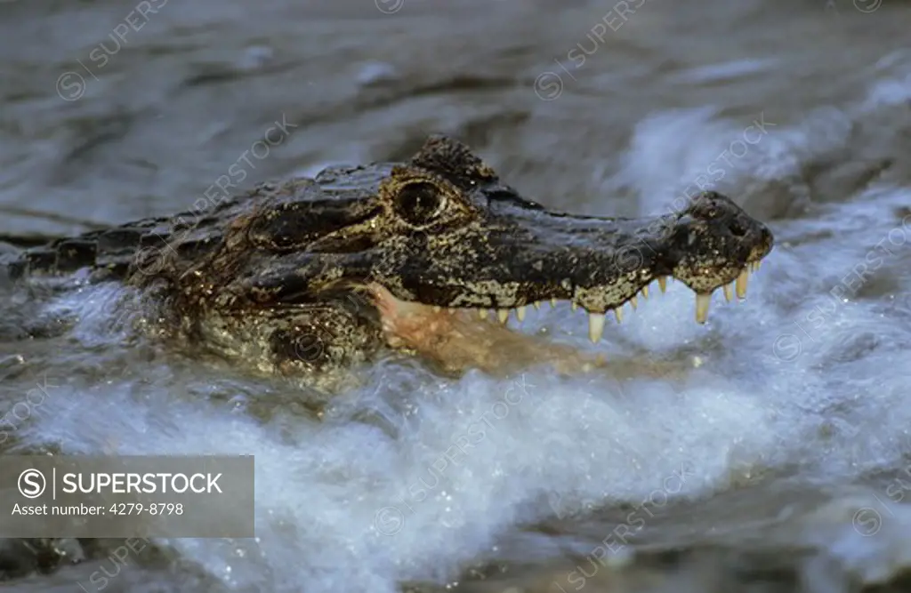 cayman in water, caiman crocodilus