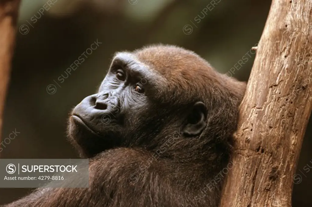 gorilla - portrait, Gorilla gorilla
