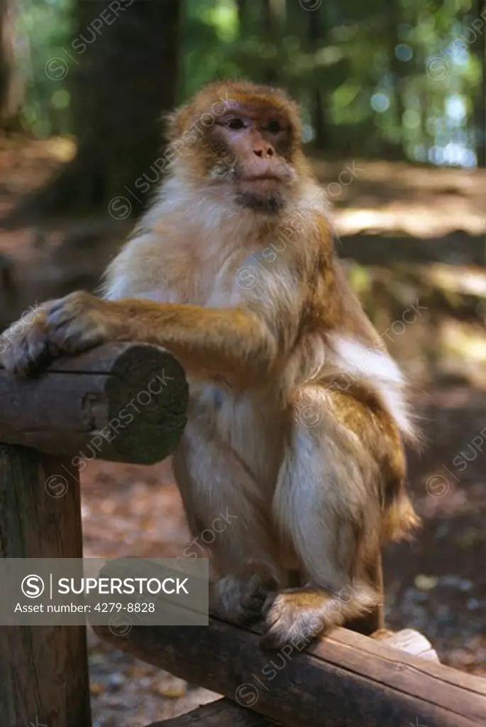 barbary ape, barbary macaque - standing, Macaca sylvanus