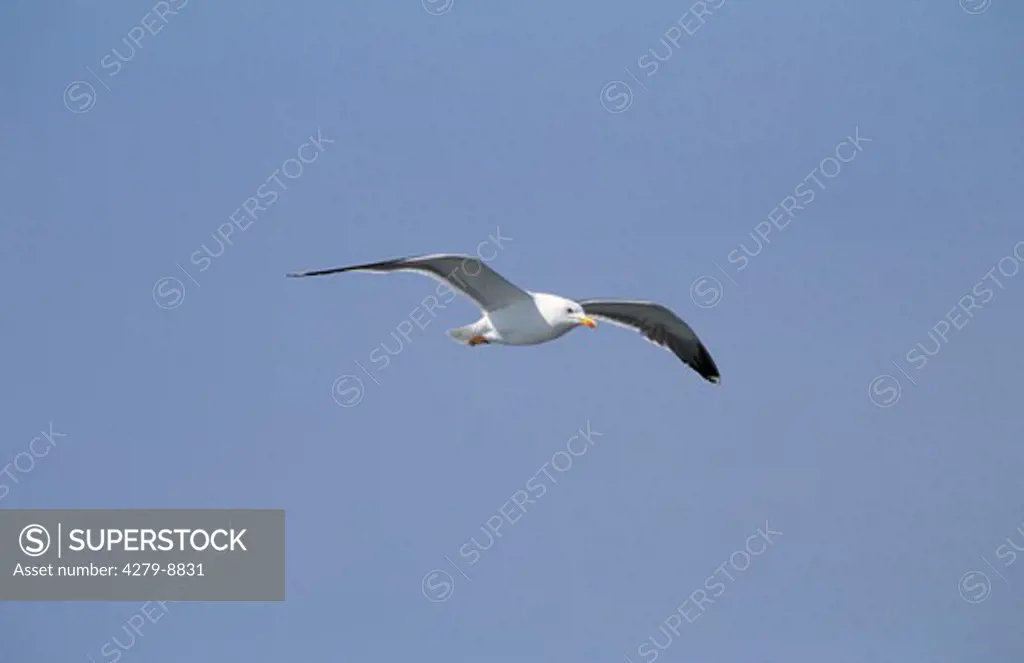 lesser black-backed gull - flying, Larus fuscus